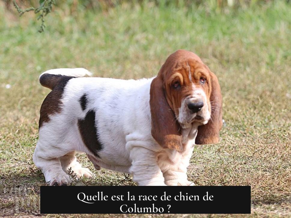 Quelle est la race de chien de Columbo ?