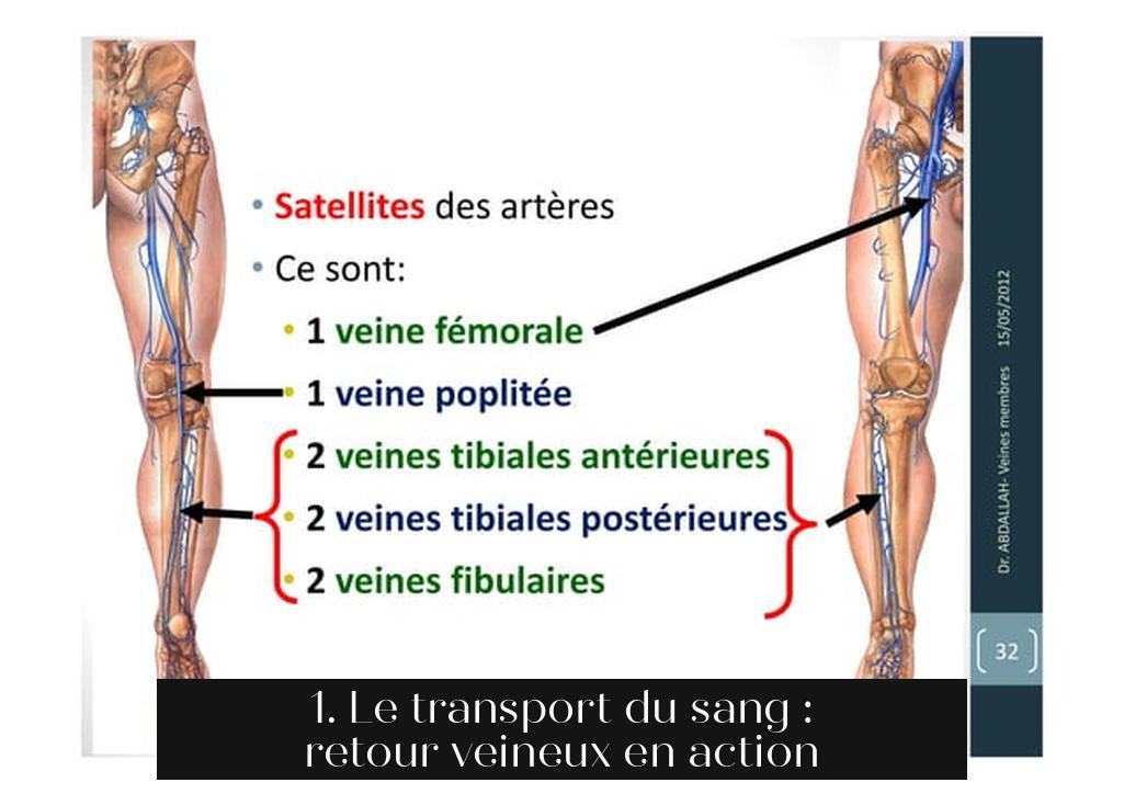 1. Le transport du sang : retour veineux en action