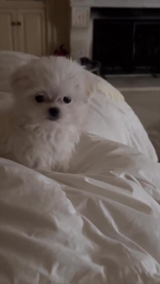 Britney Spears ne se contente pas d’aimer un seul chien. Non, elle possède une véritable meute composée de Lacy Loo, une adorable Maltese, de Sawyer, un vrai berger australien digne de son nom, et de Snow, un autre Maltese. N’oublions pas Hannah, sa plus iconique Yorkshire, souvent aperçue à ses côtés.