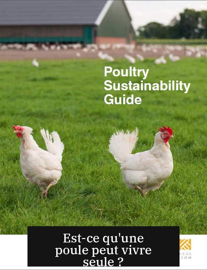 Est-ce qu'une poule peut vivre seule ?