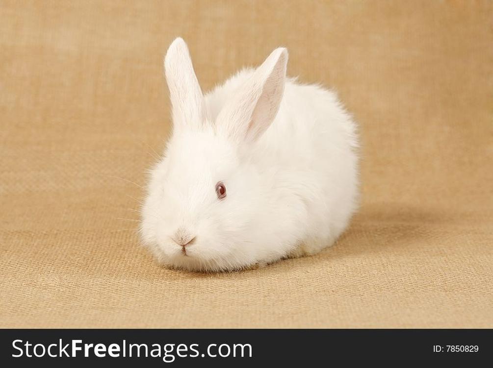 Dans la nature, ces lapins sont très rares. Leur absence de camouflage les expose aux prédateurs.