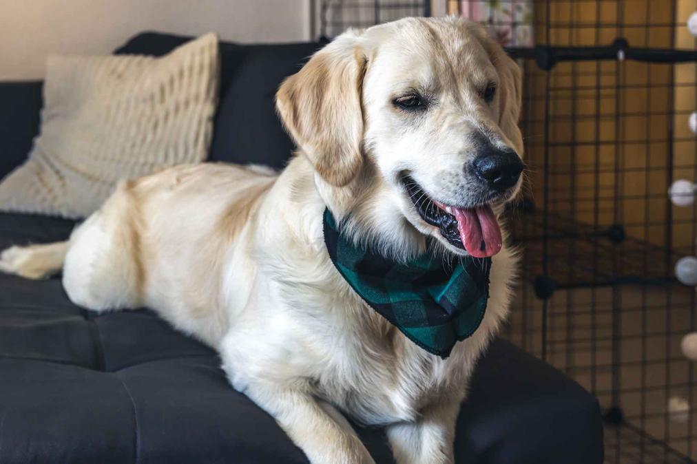 Hugo n’est pas un simple poids lourd. Il est un record unique dans le monde canin. Il attise curiosité, étonnement, mais incite aussi à réfléchir au mode de vie de ces chiens géants.