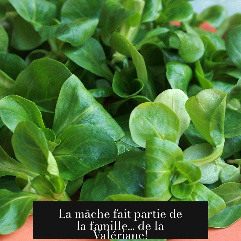 La mâche fait partie de la famille... de la Valériane!
