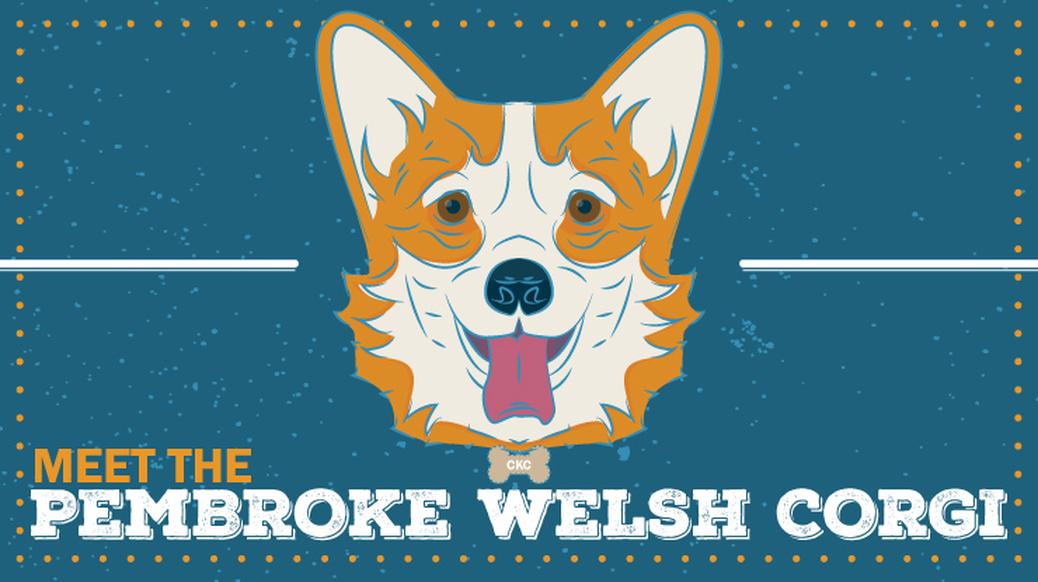 Les traits physiques du Welsh Corgi : un renard miniature à poils courts