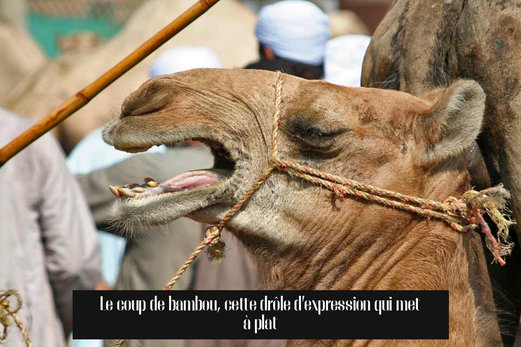 Le coup de bambou, cette drôle d’expression qui met à plat