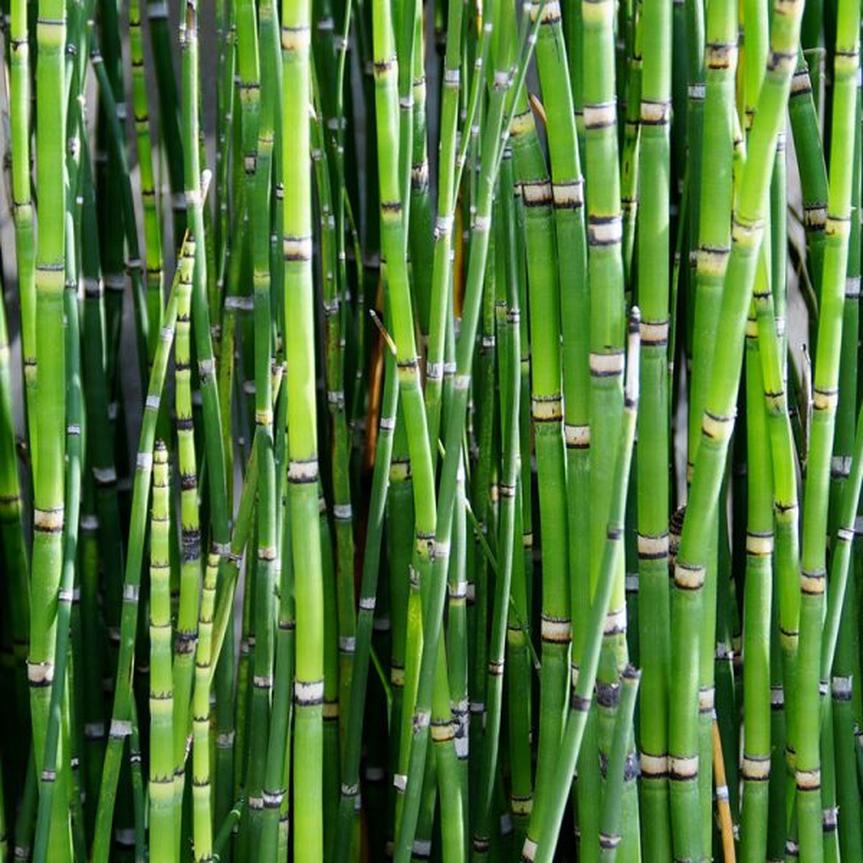 Le bambou surprend souvent. Son tronc ? Creux. Des chaumes robustes, oui, mais pas d’écorce épaisse ni de couches visibles de cambium. C’est une herbe vivace avec une tige lignifiée, une bizarrerie botanique qui émeut les jardiniers en quête d’exotisme.