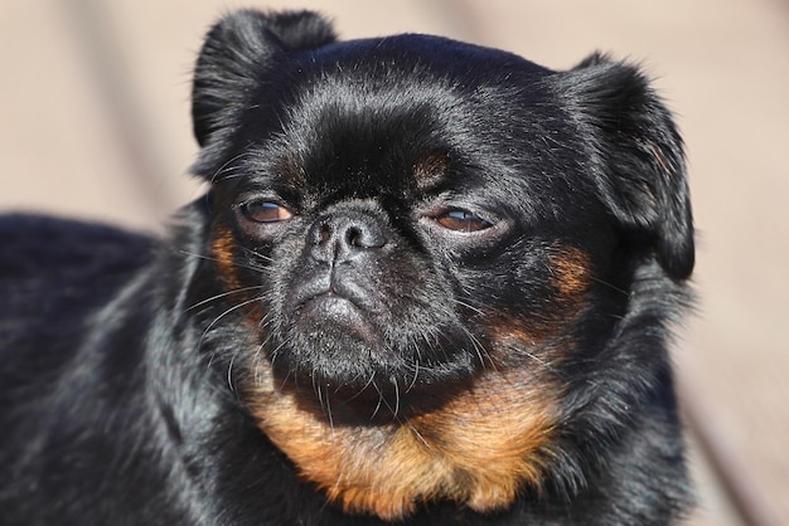 Tout savoir sur la race du chien d'Angèle : le mystère de Pépette enfin levé