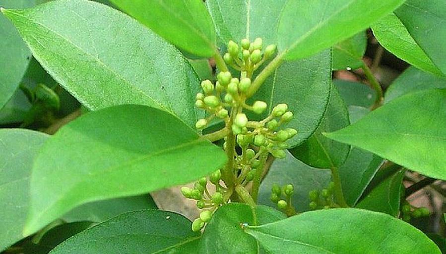 Un effet moins connu mais non négligeable : la possibilité que gymnema sylvestre augmente la pression systolique. En gros, votre cœur peut se voir forcé à un effort supplémentaire, ce qui n'est pas anodin si vous avez déjà une hypertension ou une prédisposition. Un facteur à peser dans la balance avant de croquer dans ce remède aux vertus exotiques.