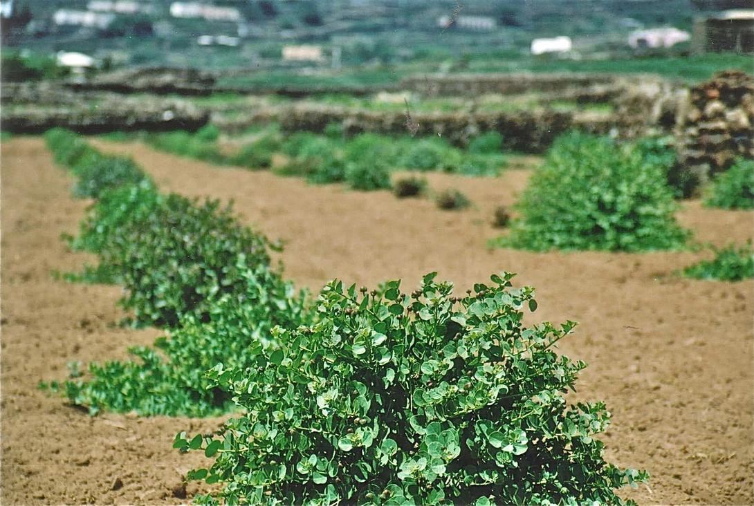 Mais la plante s’est adaptée et on la trouve désormais en Chine, aux États-Unis, notamment dans les déserts d’Arizona et du sud de la Californie, des climats arides semblables à son habitat d’origine.