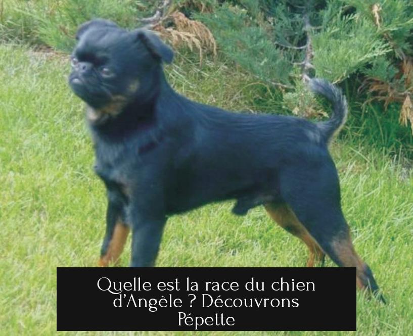 Quelle est la race du chien d’Angèle ? Découvrons Pépette