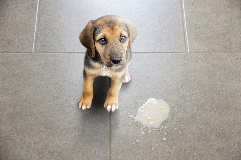 Quelques conseils pratiques pour les propriétaires de chiens face à une chute et vomissement