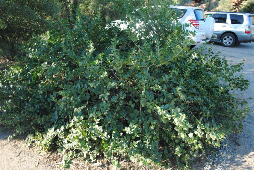 D'où viennent les câpres ? Un voyage au cœur du bassin méditerranéen