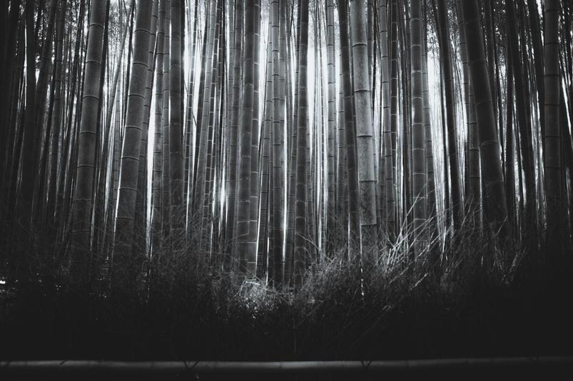 Les branches apparaissent autour des nœuds, portant feuilles persistantes renouvelées chaque année. La diversité des feuilles est grande : certaines fines et longues, d’autres larges.