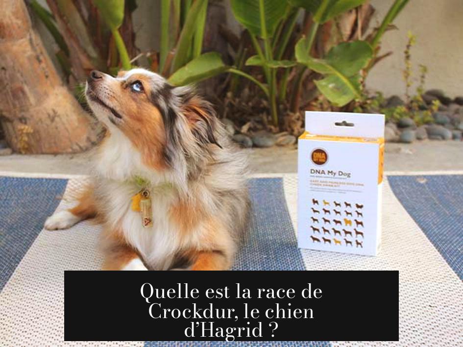 Quelle est la race de Crockdur, le chien d’Hagrid ?