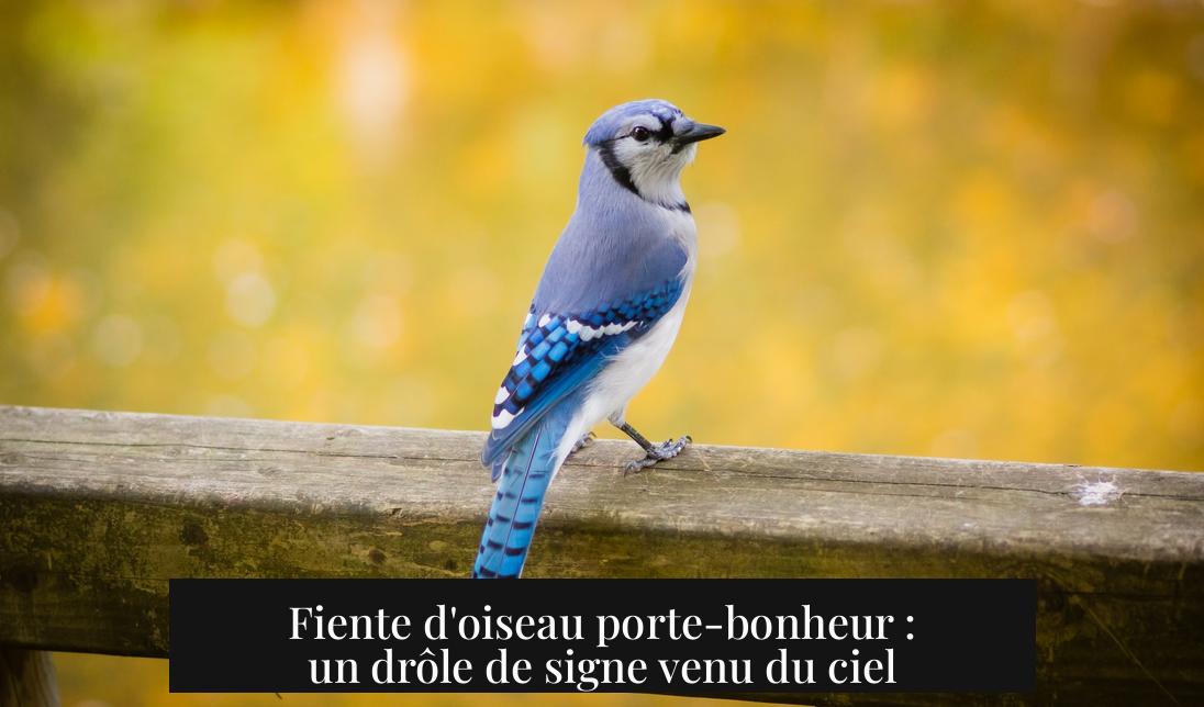 Fiente d'oiseau porte-bonheur : un drôle de signe venu du ciel