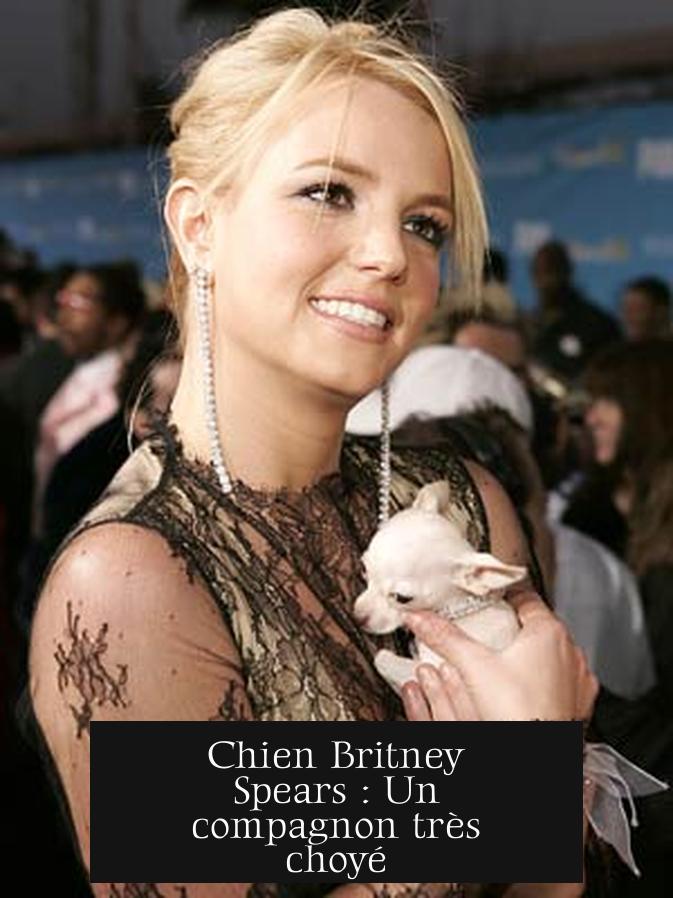 Chien Britney Spears : Un compagnon très choyé