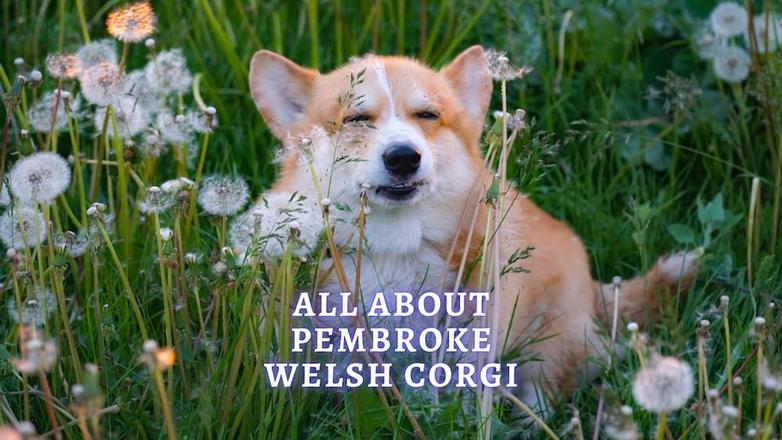 L’allure générale du Corgi Pembroke rappelle un petit renard vif avec un look assez drôle grâce à ses grandes oreilles disproportionnées.