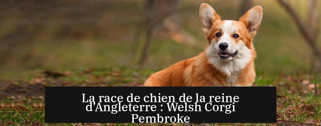 La race de chien de la reine d’Angleterre : Welsh Corgi Pembroke