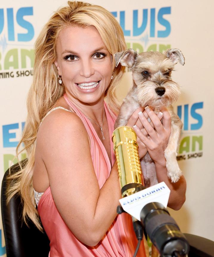 Les chiens de Britney ne se contentent pas d’être mignons sur Instagram. Ils ont aussi leur propre vie, avec quelques histoires hilarantes. Par exemple, une fois, un de ses chiens a dévoré tout leur fromage – un vrai carnage gourmand qui aurait bien fait sourire la star si elle n’avait pas eu le fromage volé sous le nez.