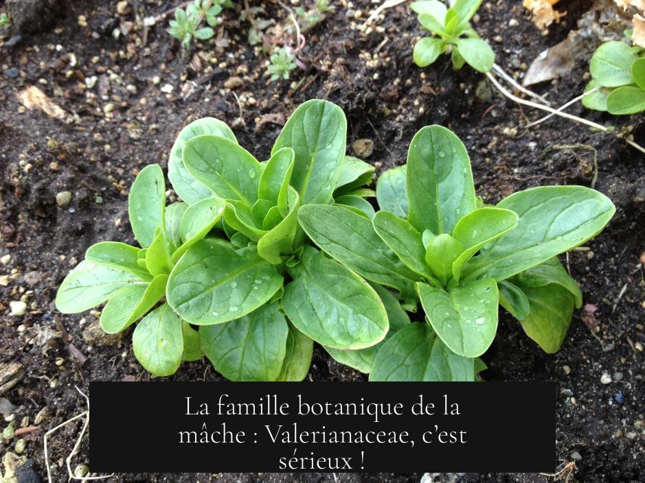 La famille botanique de la mâche : Valerianaceae, c’est sérieux !