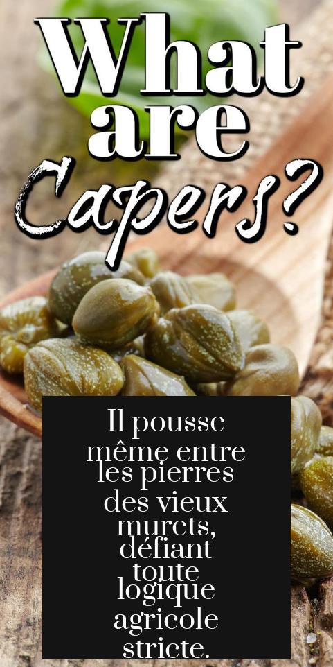 Il pousse même entre les pierres des vieux murets, défiant toute logique agricole stricte.