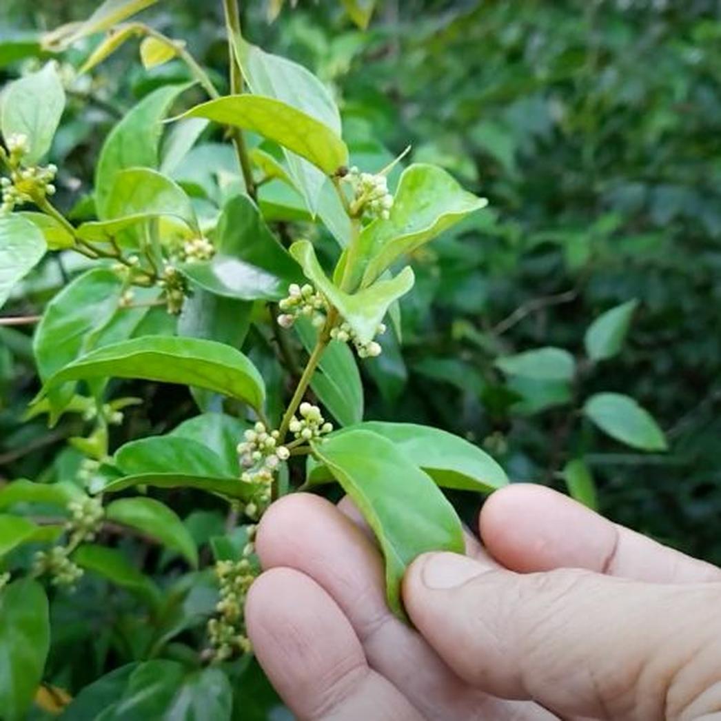 Gymnema sylvestre peut effectivement présenter certains dangers, particulièrement chez les personnes diabétiques, car il peut provoquer une chute dangereuse du taux de sucre dans le sang appelée hypoglycémie.Vous pensez que cette plante miraculeuse ne peut que faire du bien ? Eh bien, elle a aussi ses côtés sombres. Alors, avant de vous précipiter pour en acheter un pot, explorez avec moi les risques auxquels vous pourriez être exposé.