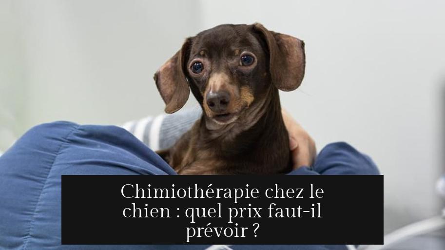 Chimiothérapie chez le chien : quel prix faut-il prévoir ?