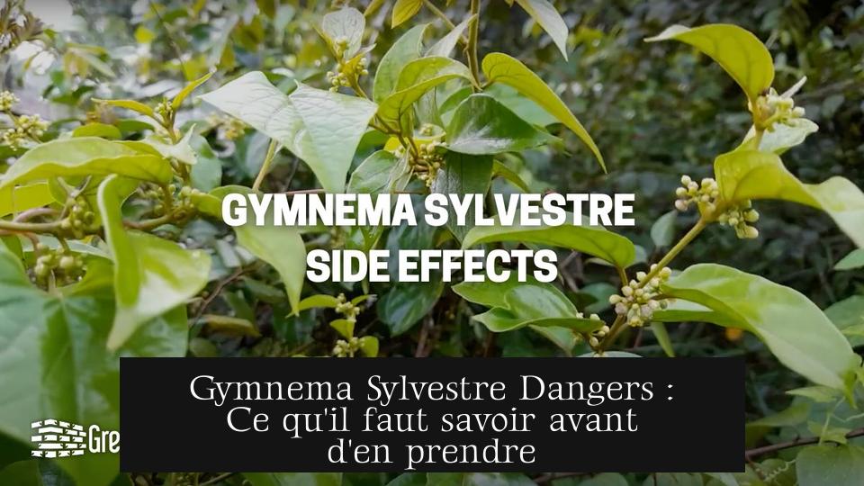 Gymnema Sylvestre Dangers : Ce qu'il faut savoir avant d'en prendre