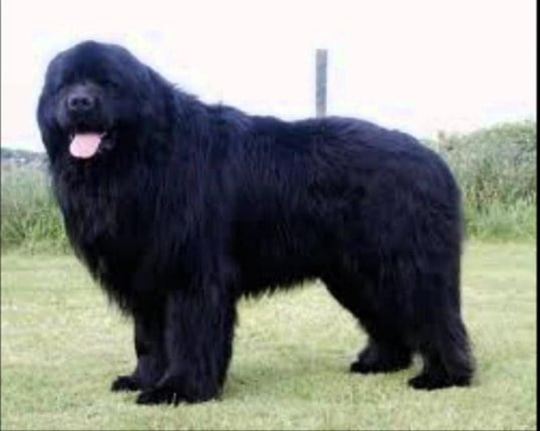 Alors que Zeus, le Dogue Allemand, détient le record du plus grand chien en hauteur, Hugo impressionne par son poids et sa longueur hors normes. La comparaison rappelle la diversité incroyable des chiens géants, chacun avec ses caractéristiques propres.
