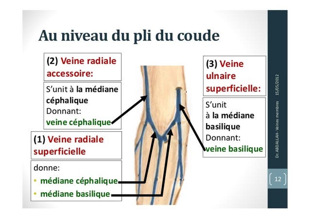 Les veines, vastes réservoirs sanguins
