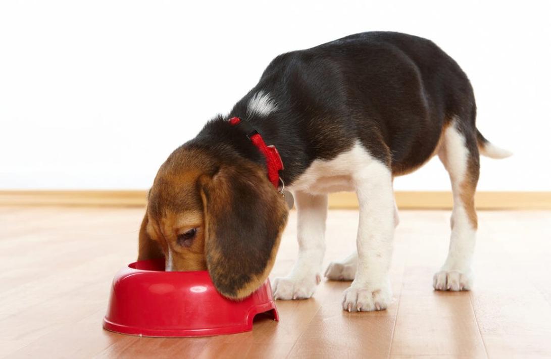 Lorsque votre chien chute et vomit, gardez votre calme. S’il a simplement mangé avant la chute, ces vomissements peuvent passer rapidement. Mais attention, des vomissements persistants peuvent indiquer des lésions graves, notamment au système nerveux. Dans ce cas, une visite urgente chez le vétérinaire s’impose pour éviter des complications.