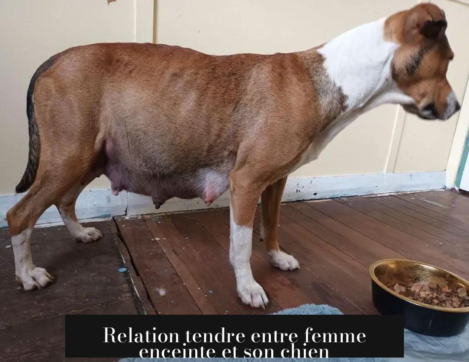 Relation tendre entre femme enceinte et son chien