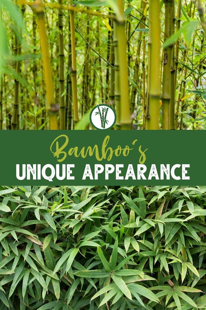 Les bambous sont répartis en trois tribus principales : les Bambuseae, qui préfèrent les climats tropicaux et subtropicaux, les Arundinarieae, qui s’adaptent aux régions tempérées, et les Olyreae, herbacés tropicaux d’Amérique latine.