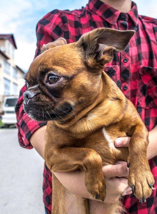 La présence de Pépette dans le clip « Libre » d’Angèle ajoute une touche personnelle, proche du public. Ce petit détail a renforcé la popularité de la chienne sur les réseaux, où elle a même son propre compte.