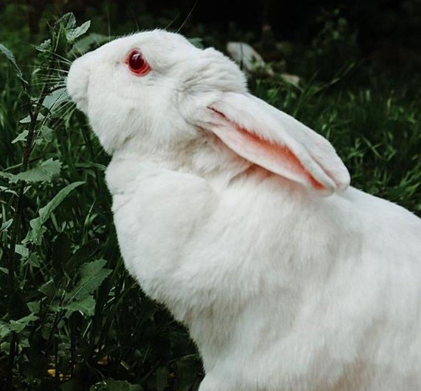 Les lapins albinossont immédiatement reconnaissables grâce à leur pelage blanc immaculé et leurs yeux rouges flamboyants. Cette apparence particulière n’est pas juste un effet de style naturel, mais bien le résultat d’une condition génétique appelée albinisme. Mais qu’est-ce que cela implique réellement pour ces adorables rongeurs ? Quelles sont leurs spécificités et surtout, comment bien s’en occuper ? Plongeons ensemble dans l’univers fascinant des lapins albinos.