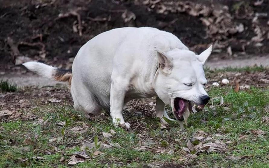 Dans le contexte du film, la chute et le vomissement de Messi peuvent symboliser plusieurs choses. Ils marquent une forme de vulnérabilité extrême, exprimant par le corps du chien l’instabilité du récit et le basculement émotionnel. Est-ce simplement un détail réaliste lié à l’anatomie canine ? Ou est-ce un écho métaphorique à « la chute » proprement dite du personnage principal et des relations humaines dévastées ?