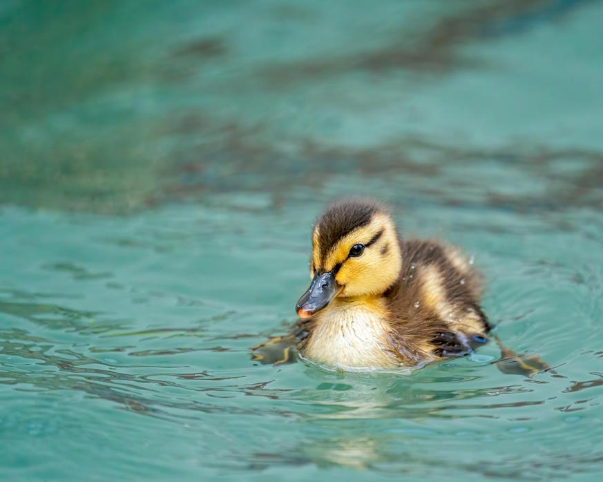 FAQ rapide sur la fiente d’oiseau porte-bonheur