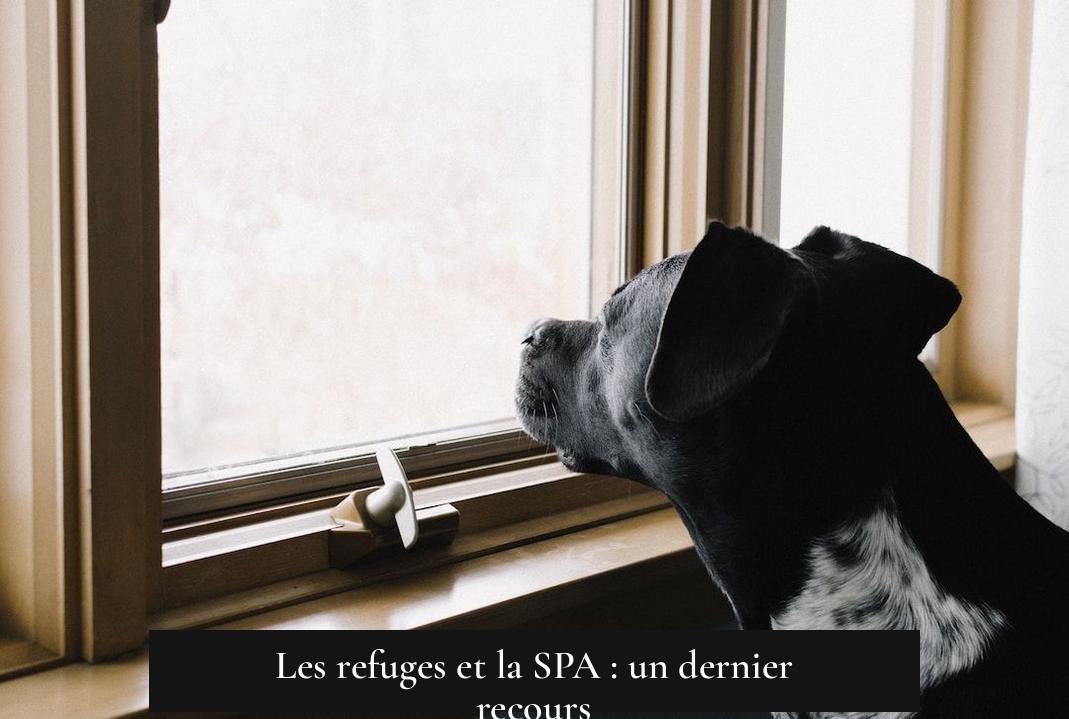 Les refuges et la SPA : un dernier recours