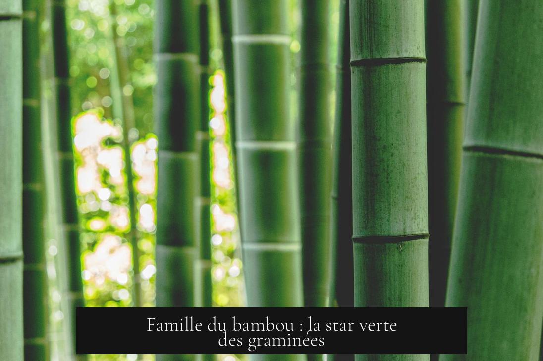 Famille du bambou : la star verte des graminées